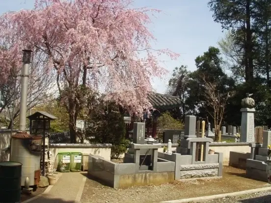 観音寺霊園 春には綺麗な桜が咲きます