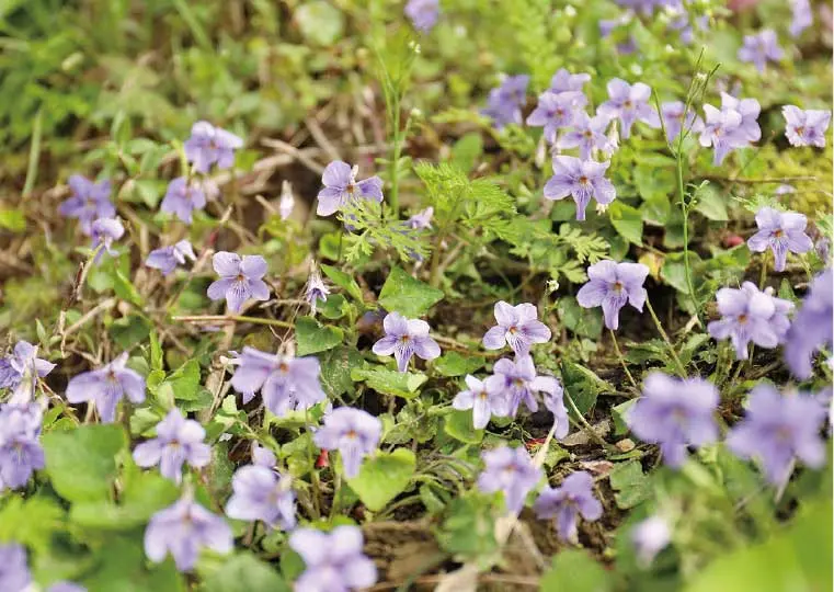 合葬墓「たんぽぽ」（野の花）の写真1