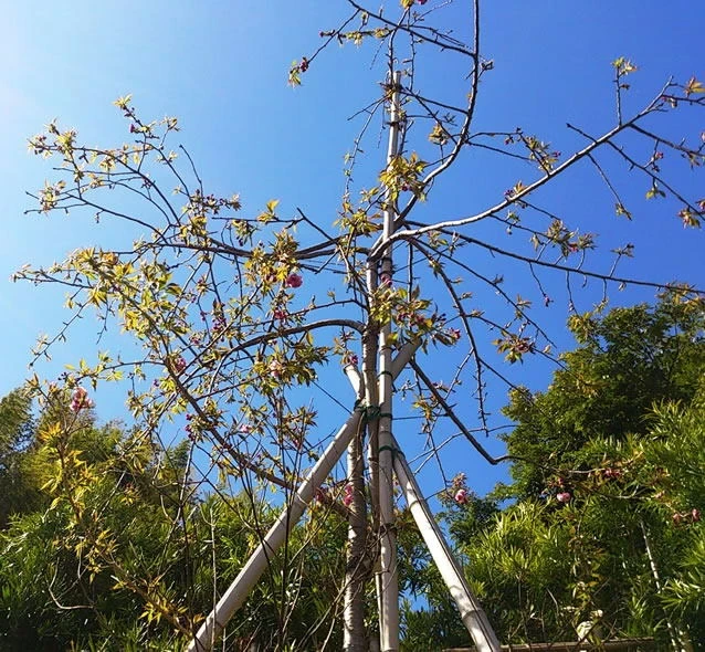 しだれ桜の共同墓苑