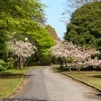 千葉市営 平和公園墓地 桜