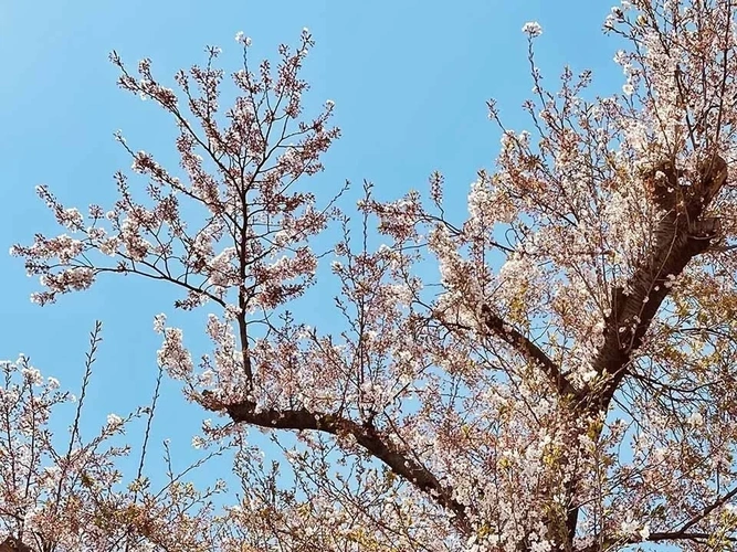 八千代市 志津霊園 真徳寺