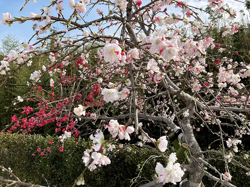 樹木葬源平桃