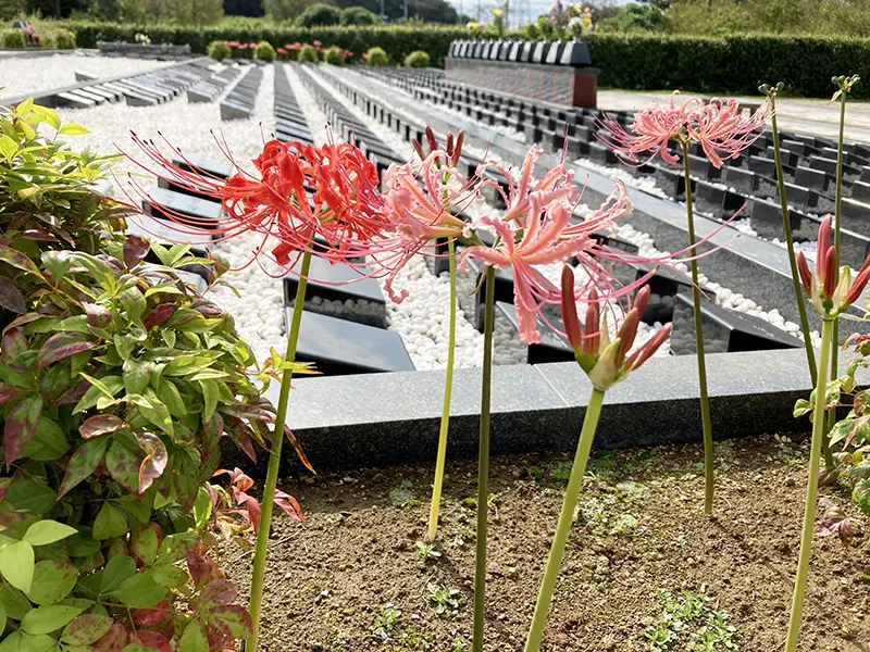 秋には彼岸花が咲きます