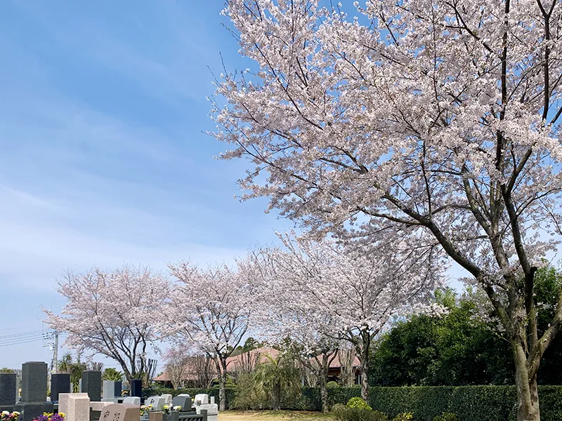 南無の郷は静かな桜の名所です