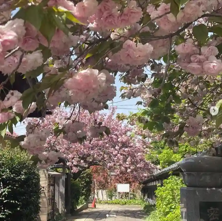 證誠院 塔頭 常信寺 松⼾庭苑 八重桜