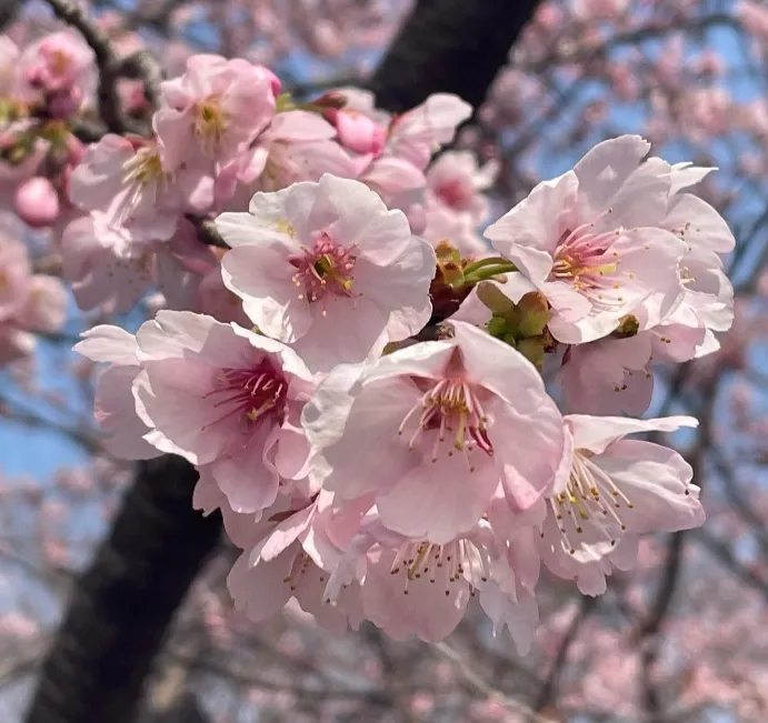 證誠院 塔頭 常信寺 松⼾庭苑 早咲きの桜