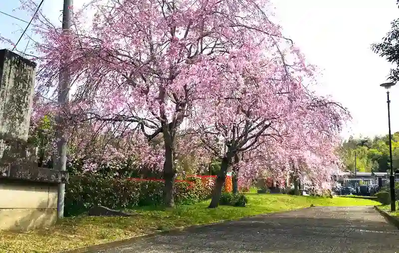 「愛樹木葬」市原さくら樹木葬墓地 参道の桜