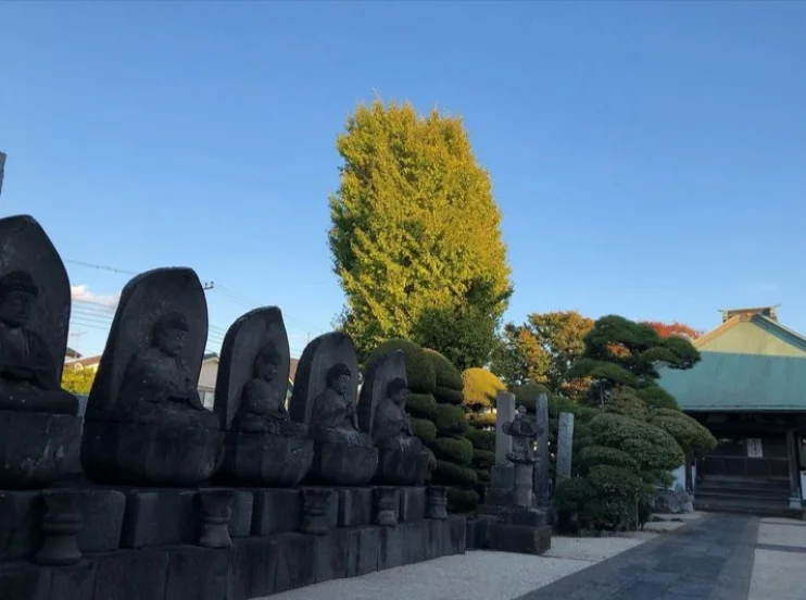善照寺 ⾏徳庭苑 樹木葬 境内の大銀杏