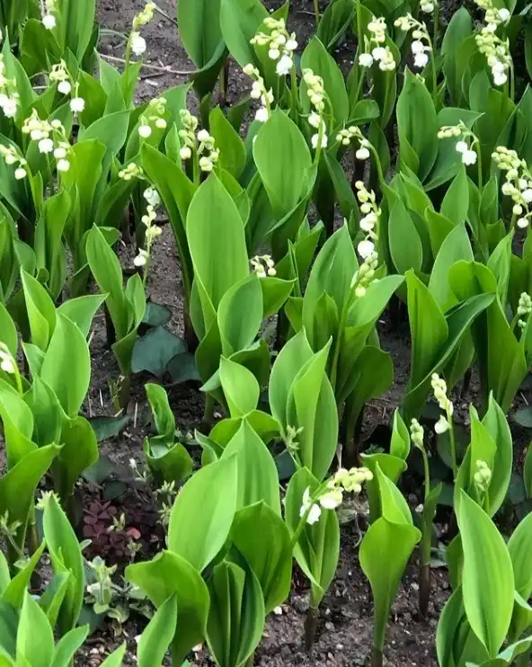 善照寺 ⾏徳庭苑 樹木葬 境内にはスズランが咲きます。