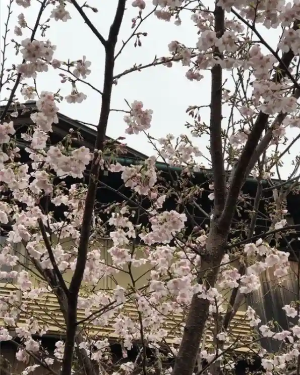 善照寺 ⾏徳庭苑 樹木葬 境内の祐天桜