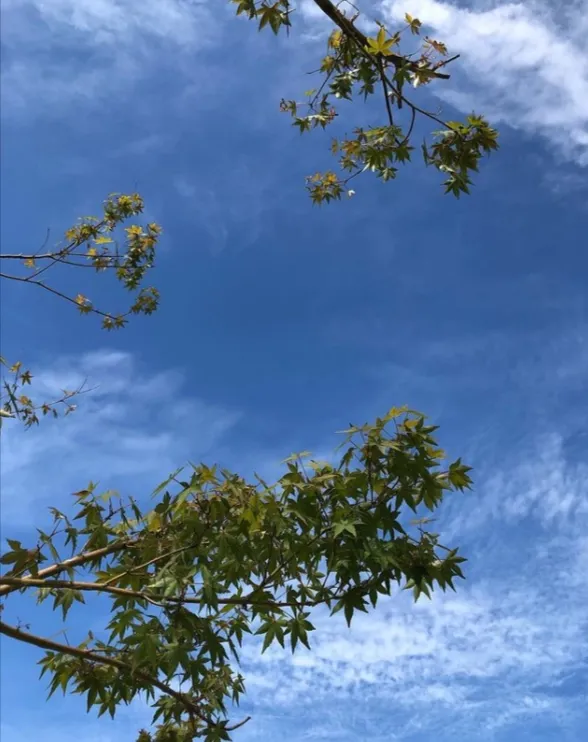 善照寺 ⾏徳庭苑 樹木葬 ⾏徳庭苑から見た空