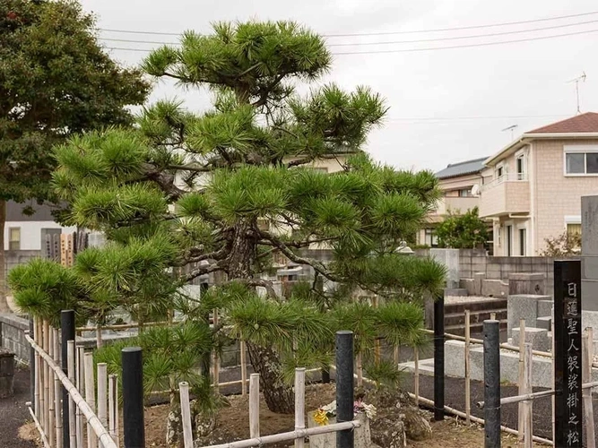 樹⽊葬 掛松寺 鴨川庭苑 