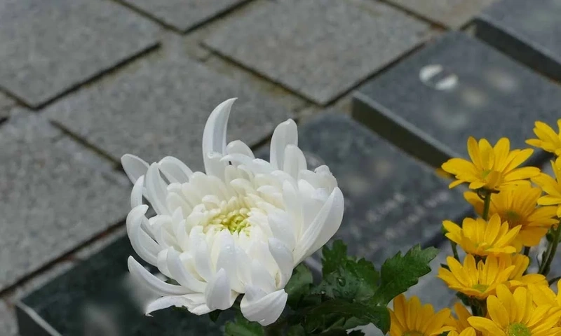 妙興寺霊園 樹林墓 