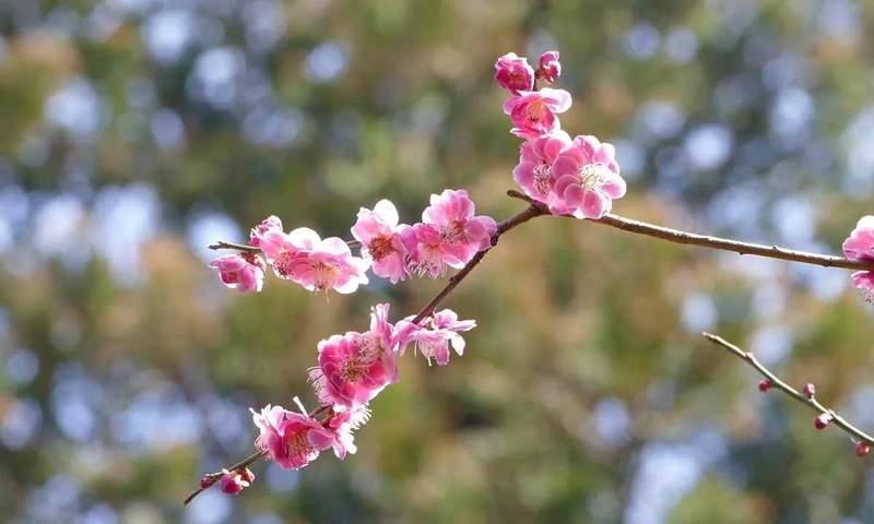 千葉市若葉区 妙興寺霊園 樹林墓