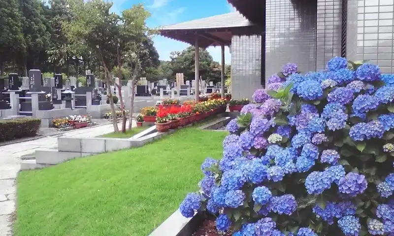 千葉ニュータウン霊園 アジサイが咲いています