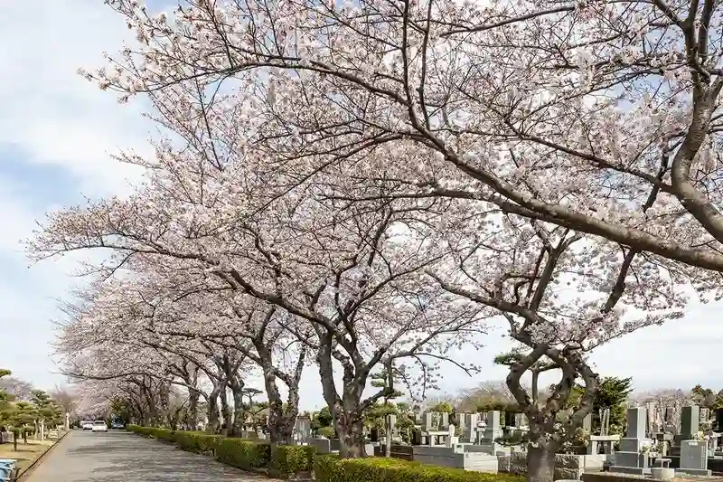 船橋市営 馬込霊園 春には綺麗な桜が咲きます