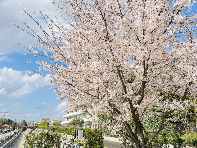 霊園内の桜