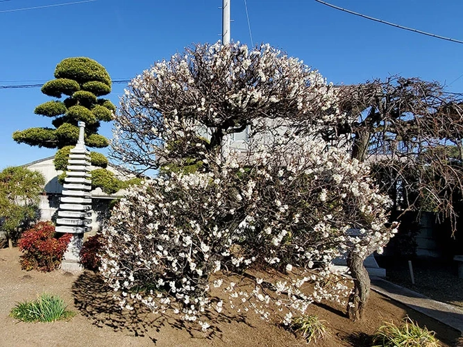 徳宝院 のうこつぼ