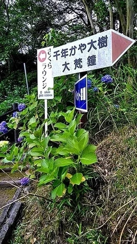 圓明院 さくら樹木葬 