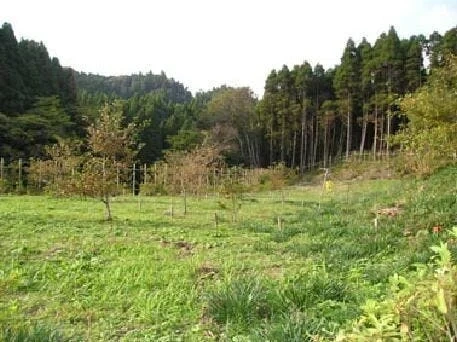 いすみ市 樹木葬の天徳寺