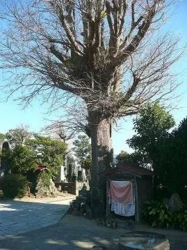 松本山 金剛照院 光厳寺 