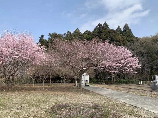 猿島郡五霞町 古河さくらの郷 樹木葬墓地