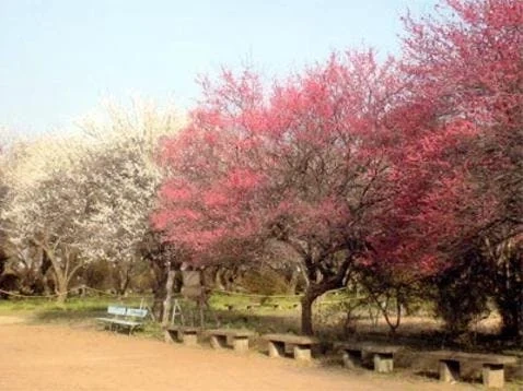 古河市 うめでら 東持寺霊園