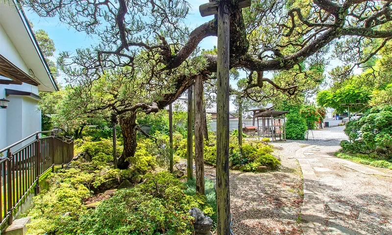 東泉寺 永代供養墓・樹木葬 飛竜・竹千代の松