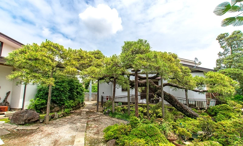 東泉寺 永代供養墓・樹木葬 飛竜・竹千代の松