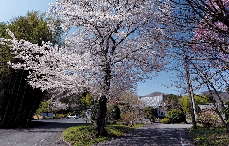 「愛樹木葬」佐野樹木葬墓地 桜の木