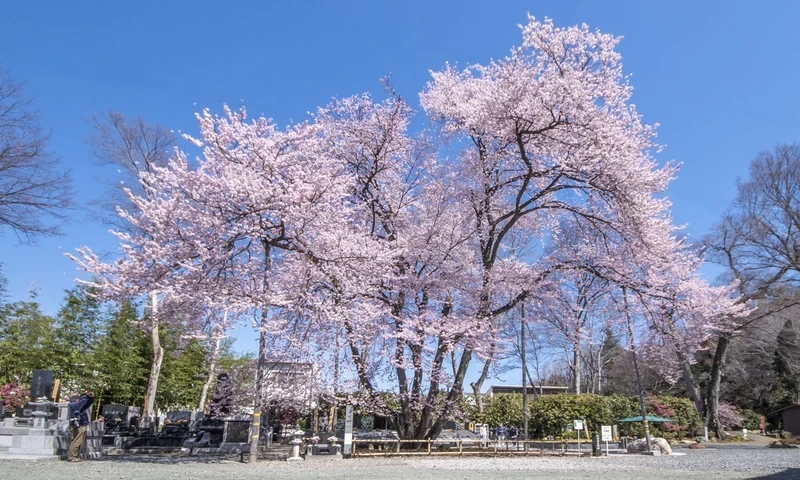 五輪桜