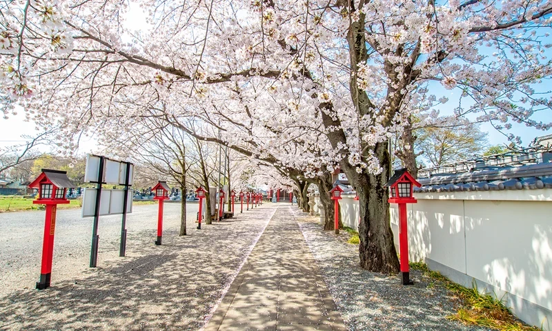 大慶寺 永代供養墓・樹木葬 満開の桜が咲き誇る境内