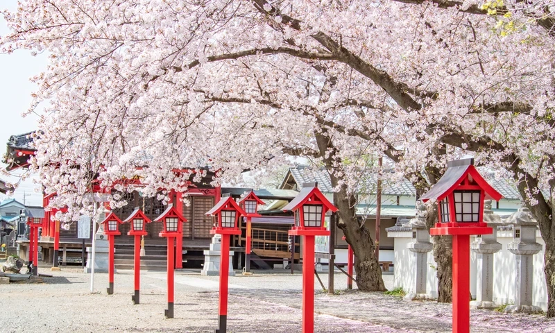 大慶寺 永代供養墓・樹木葬 満開の桜が咲き誇る境内