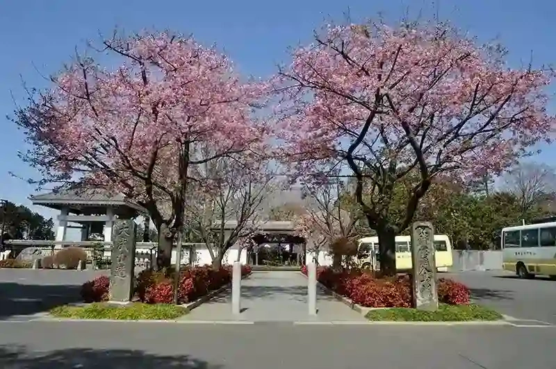 霊園入り口　桜
