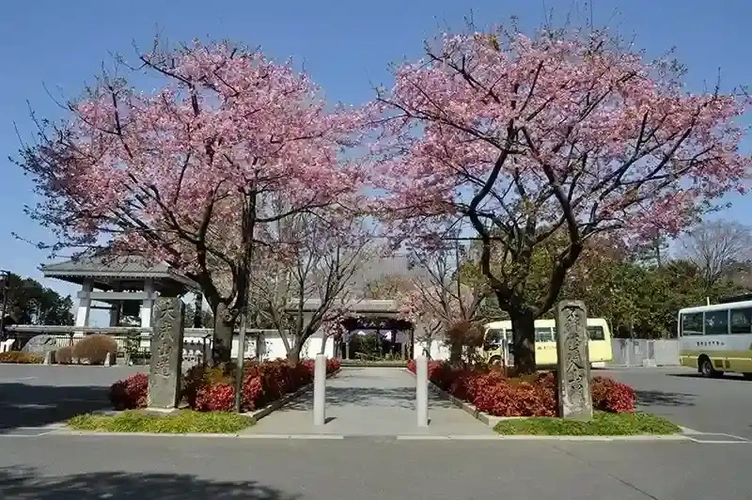 普門院　永代供養付墓いつくしみ 寺院入り口　桜