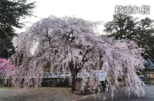 龍雨山 地蔵院 地蔵院の枝垂れ桜