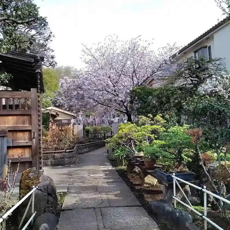 禅定院 桜が咲く参道