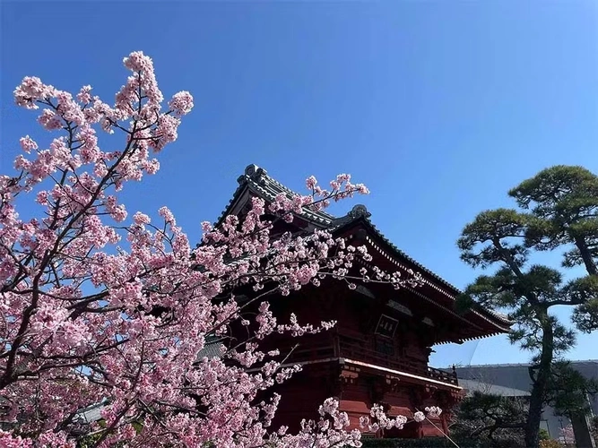 市川市 徳願寺 のうこつぼ