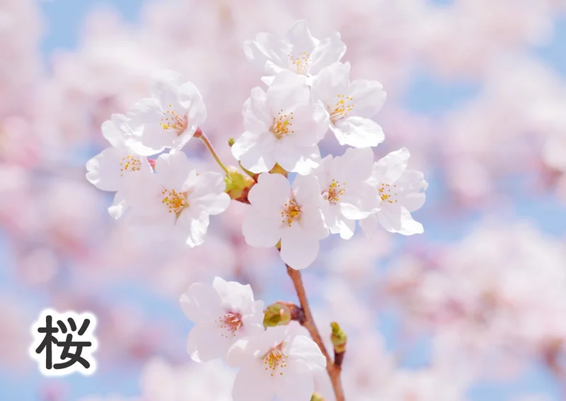 綺麗な桜や藤が魅力的な樹木葬