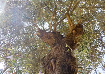 樹齢300年のオリーブの大樹