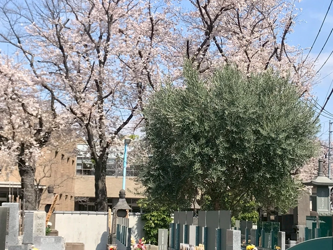杉並 樹木葬 オリーブ光の庭園/合葬墓 