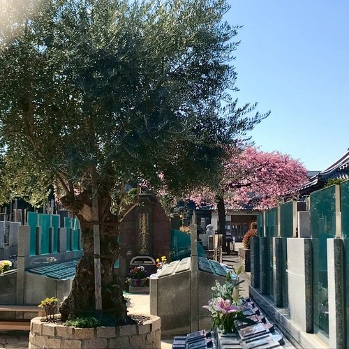 杉並 樹木葬 オリーブ光の庭園/合葬墓 