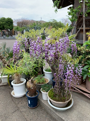 杉並 樹木葬 オリーブ光の庭園/合葬墓 