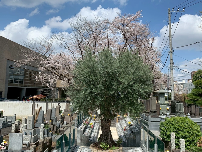 杉並 樹木葬 オリーブ光の庭園/合葬墓 