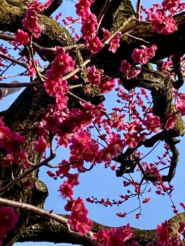 杉並 樹木葬 オリーブ光の庭園/合葬墓 