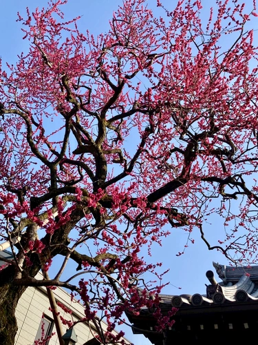 杉並 樹木葬 オリーブ光の庭園/合葬墓 