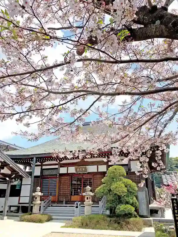 鎌倉材木座樹木葬墓地「星あかり」 春には桜が咲きます