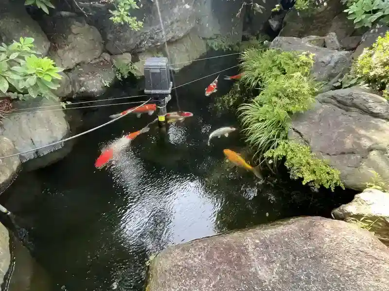 正源寺 境内の池