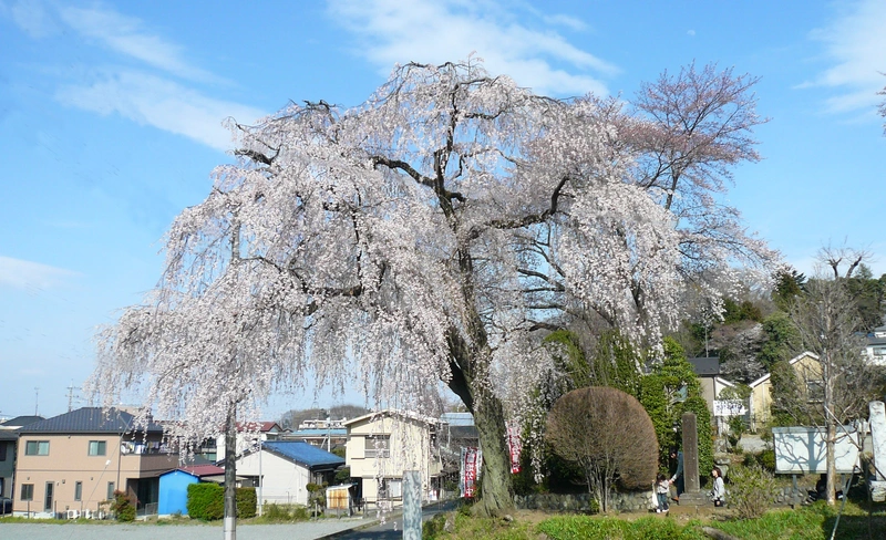 興福寺墓苑 山門×枝垂れ桜