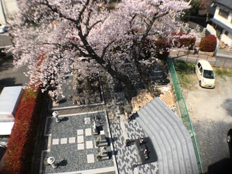 桜の木が隣にある永代供養墓